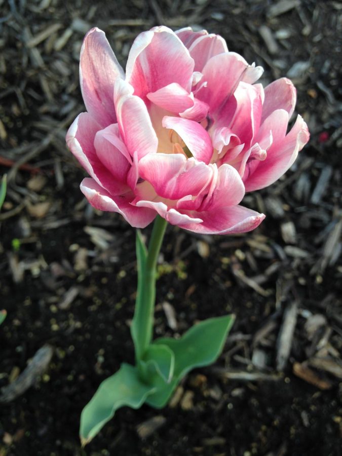 A fully budded and bloomed flower captured by Maya Wirtz. Spring is so full of life.