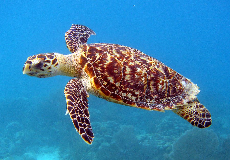 Sea a Turtle? Go Help It